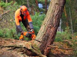 Best Fruit Tree Pruning  in Chesnut Hill, PA